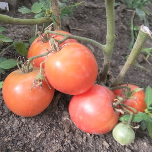 Eine früh reife Hybridsorte von sibirischen Züchtern - Tomatenobst und Bewertungen von Sommerbewohnern über diese Tomaten