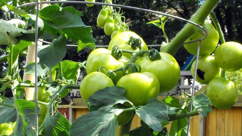 Eine der besten früh reifenden und unprätentiösen Sorten - Tomate Lyubasha f1: Ertrag und Eigenschaften