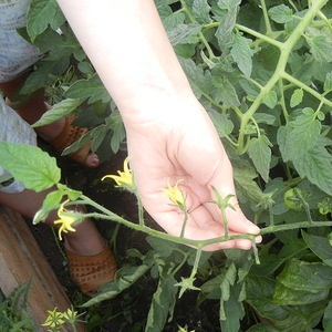 Warum Tomaten in einem Gewächshaus mästen und was zu tun ist, wenn dies passiert: eine Anleitung zum Handeln und nützliche Tipps