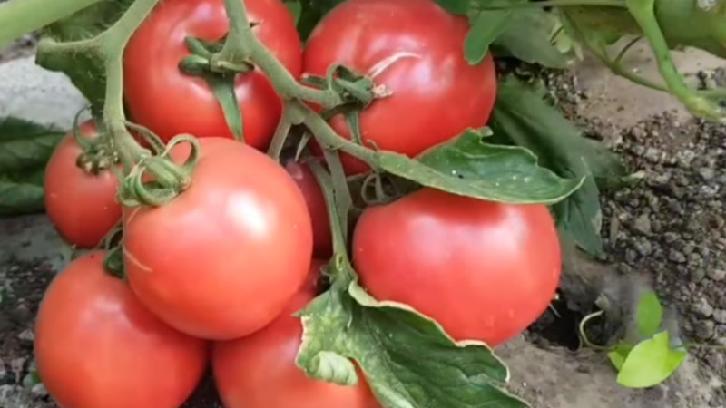 Früh reifende, untergroße, rosa Tomatensorte Pink Bush f1