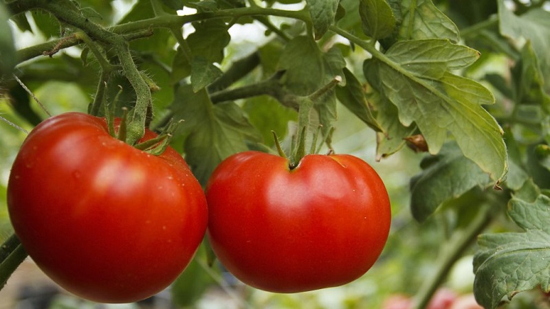 Universell, produktiv, früh reif und bei den Sommerbewohnern so beliebt wie das sibirische Tomatenwunder