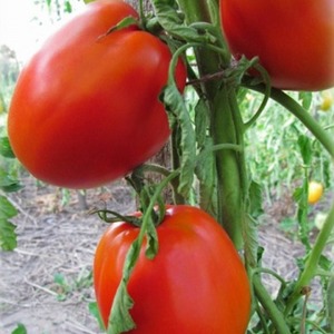 Universell, produktiv, früh reif und bei den Sommerbewohnern so beliebt wie das sibirische Tomatenwunder