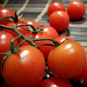 Tomato Ogorodnik Bewertung: Vor- und Nachteile, Wachstumsbedingungen und Eigenschaften der fertigen Ernte