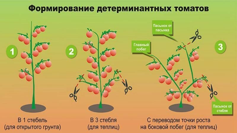 Tomato Ogorodnik Bewertung: Vor- und Nachteile, Wachstumsbedingungen und Eigenschaften der fertigen Ernte