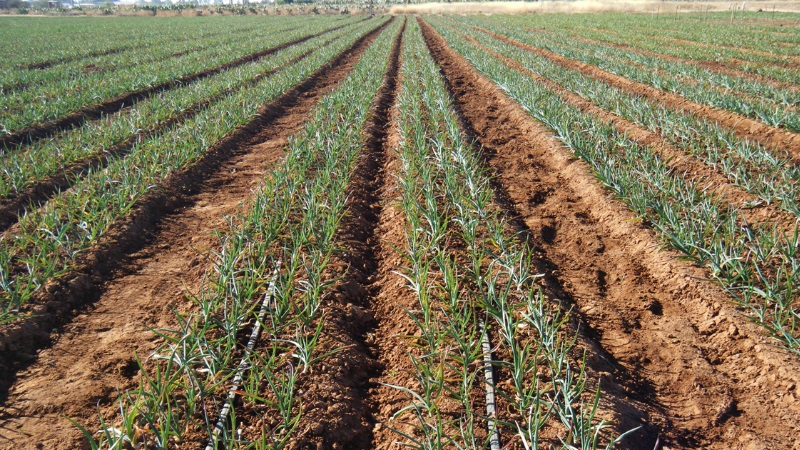 Was bestimmt den Knoblauchertrag und wie kann er gesteigert werden? Ratschläge von erfahrenen Landwirten und die Nuancen des Anbaus