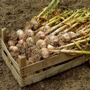 Was bestimmt den Knoblauchertrag und wie kann er gesteigert werden? Ratschläge von erfahrenen Landwirten und die Nuancen des Anbaus