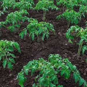 Wir wachsen von der Aussaat bis zur Ernte von Tomaten. Pink Miracle F1: Bewertungen der Landwirte und praktische Empfehlungen