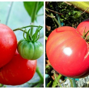 Wir wachsen von der Aussaat bis zur Ernte von Tomaten. Pink Miracle F1: Bewertungen der Landwirte und praktische Empfehlungen