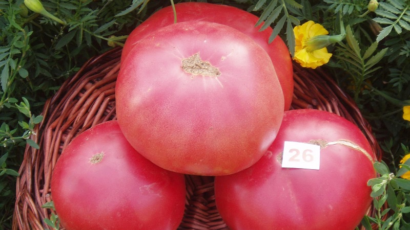 Wir wachsen von der Aussaat bis zur Ernte von Tomaten. Pink Miracle F1: Bewertungen der Landwirte und praktische Empfehlungen