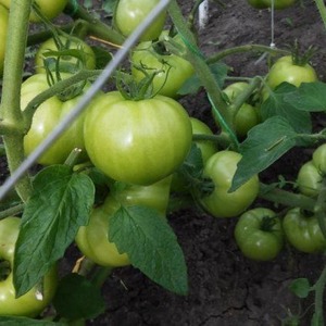 Wir wachsen von der Aussaat bis zur Ernte von Tomaten. Pink Miracle F1: Bewertungen der Landwirte und praktische Empfehlungen