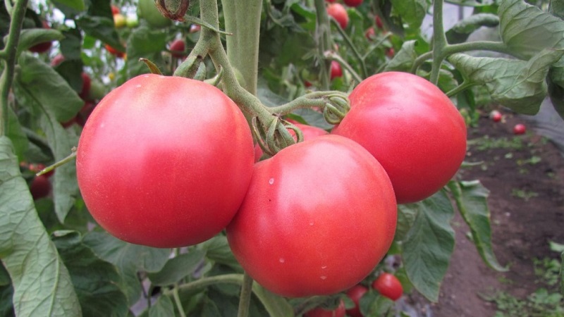 Wir wachsen von der Aussaat bis zur Ernte von Tomaten. Pink Miracle F1: Bewertungen der Landwirte und praktische Empfehlungen