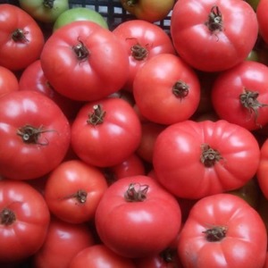 Wir wachsen von der Aussaat bis zur Ernte von Tomaten. Pink Miracle F1: Bewertungen der Landwirte und praktische Empfehlungen