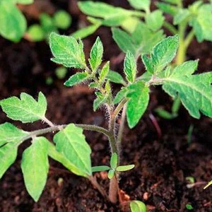 Wir wachsen von der Aussaat bis zur Ernte von Tomaten. Pink Miracle F1: Bewertungen der Landwirte und praktische Empfehlungen