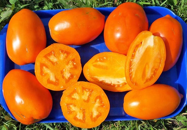 Tomatensortiment Konigsberg: Beschreibung der Sorten und Tipps für einen effektiven Anbau