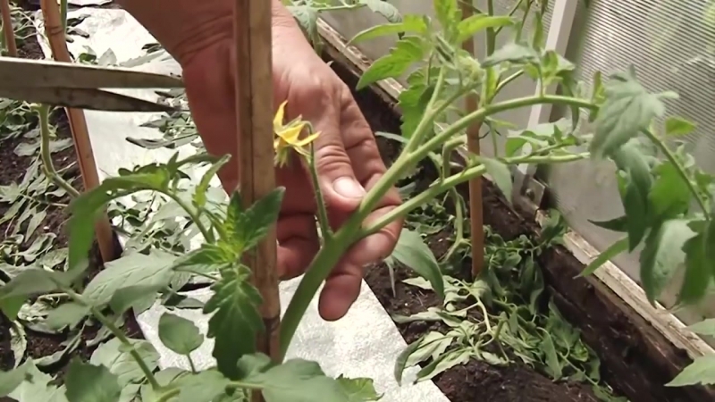 Tomatensortiment Königsberg: Beschreibung der Sorten und Tipps für einen effektiven Anbau