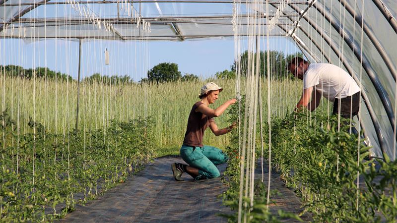 Tomatensortiment Königsberg: Beschreibung der Sorten und Tipps für einen effektiven Anbau