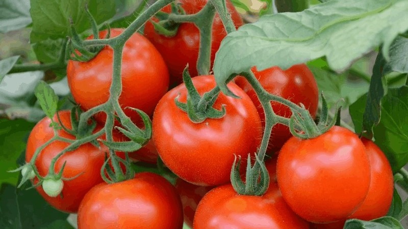 Eine gute Wahl, selbst für unerfahrene Gärtner, ist Mashenkas Tomate und die Geheimnisse des Anbaus, um eine reiche Ernte zu erzielen