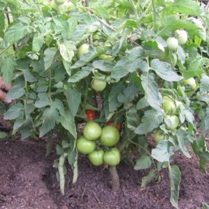 Tomato Em Champion: Eigenschaften und Beschreibung der Sorte, Bewertungen derjenigen, die Tomaten gepflanzt haben, und Fotos