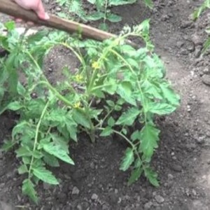 Tomato Em Champion: Eigenschaften und Beschreibung der Sorte, Bewertungen derjenigen, die Tomaten gepflanzt haben, und Fotos