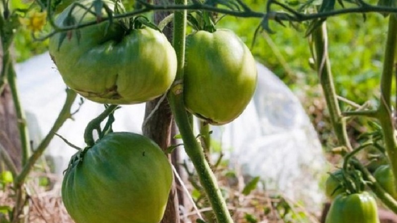 Eine äußerst ungewöhnliche Sorte sibirischer Züchter - die japanische Krabbentomate, die niemanden gleichgültig lässt