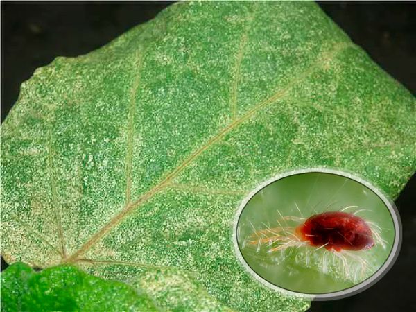 Die besten Möglichkeiten zur Behandlung von Auberginenkrankheiten: Foto und Beschreibung