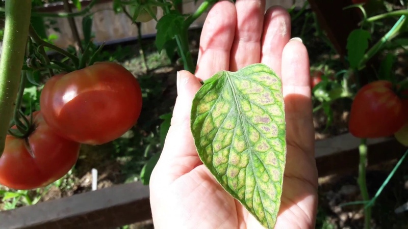 Was tun, wenn weiße Flecken auf den Blättern der Tomaten im Gewächshaus erscheinen?