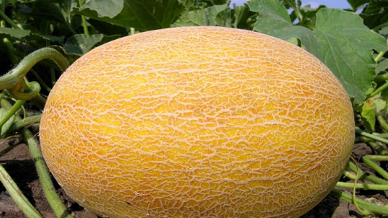 Melone ist eine Beere, Obst oder Gemüse