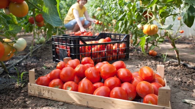 Wie man mit roten roten Tomaten hohe Erträge erzielt