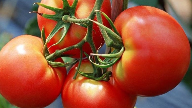 Wie man mit roten roten Tomaten hohe Erträge erzielt