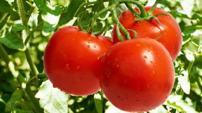 Wie man mit roten roten Tomaten hohe Erträge erzielt