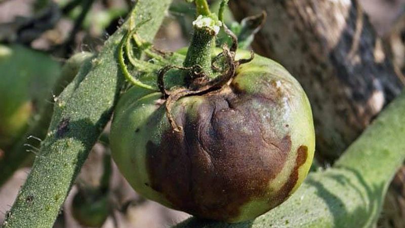 Wie und was man Tomaten aus der Spätfäule in einem Gewächshaus verarbeitet: eine Überprüfung der besten Heilmittel und wirksamen alternativen Methoden