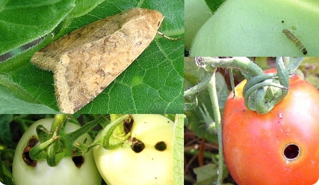 Wie man ein für alle Mal Schaufeln auf Tomaten loswird?