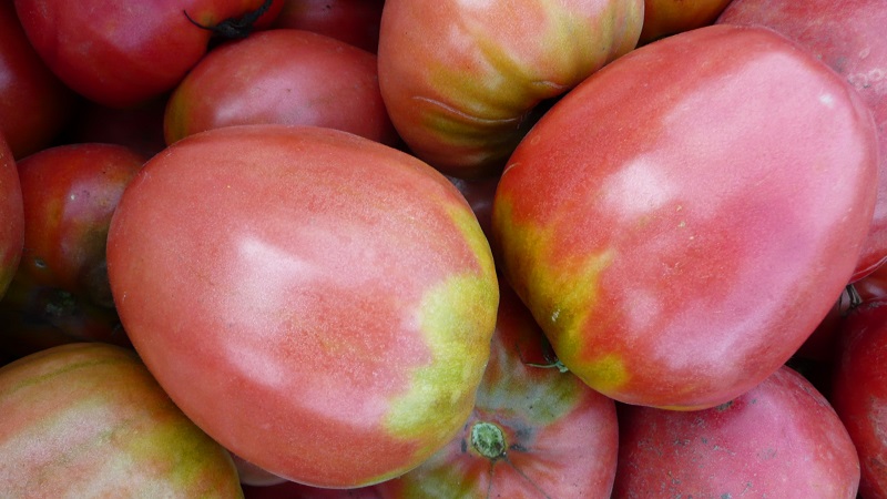 Wie man eine Tomate Pudovik für höhere Erträge anbaut