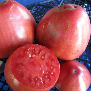 Wie man eine Tomate Pudovik für höhere Erträge anbaut