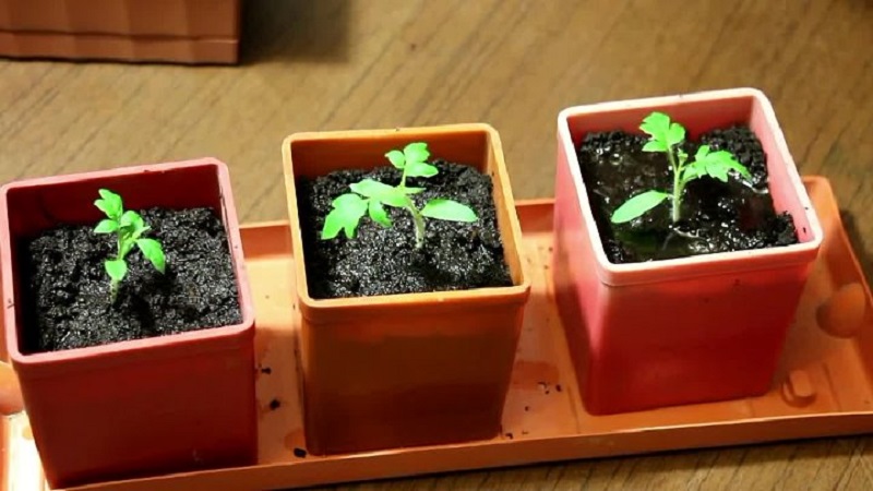 Wie man zu Hause Tomatensamen zubereitet und daraus eine Winterernte macht - Ratschläge von erfahrenen Gärtnern