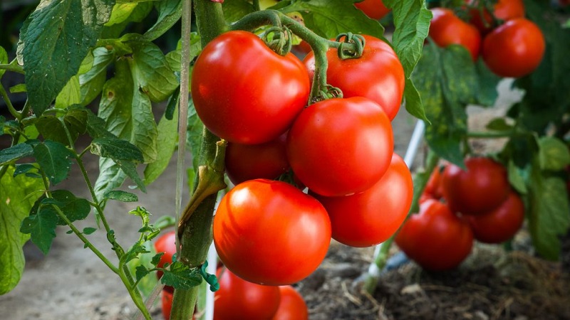 Starke, widerstandsfähige Büsche für offenen Boden - Tomate Tatyana: Was ist gut und wie man es richtig anbaut