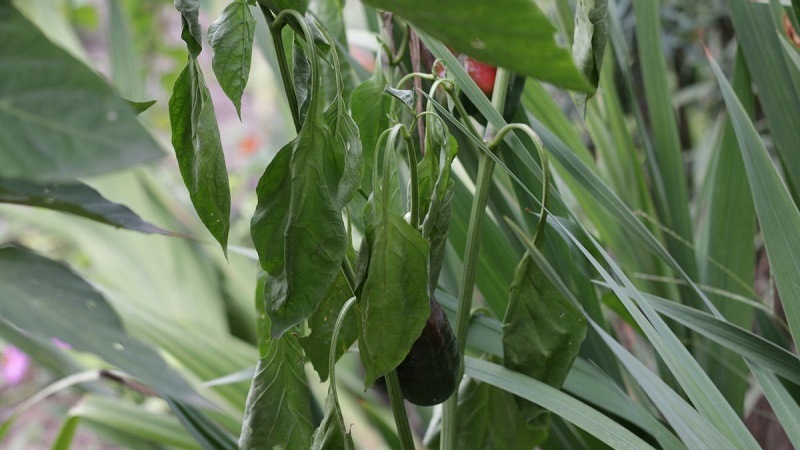 Maßnahmen zur Bekämpfung der Fusarium-Welke von Pfeffer und zur Verhinderung des Auftretens der Krankheit