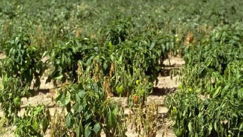 Maßnahmen zur Bekämpfung der Fusarium-Welke von Pfeffer und zur Verhinderung des Auftretens der Krankheit