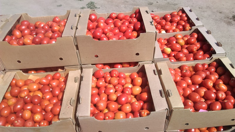 Ungewöhnliche Tomatencreme und wie man sie pflegt