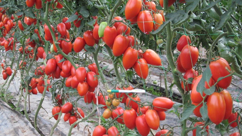 Ungewöhnliche Tomatencreme und wie man sie pflegt