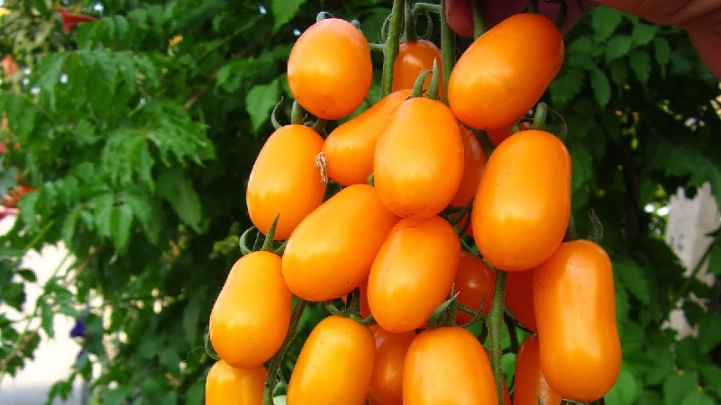 Ungewöhnliche Tomatencreme und wie man sie pflegt