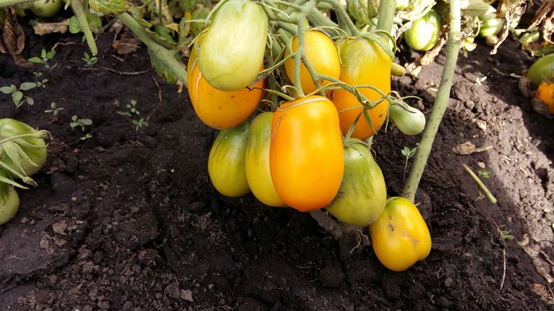 Ungewöhnliche Tomatencreme und wie man sie pflegt