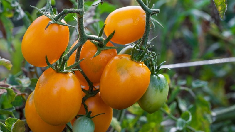 Ungewöhnliche Tomatencreme und wie man sie pflegt