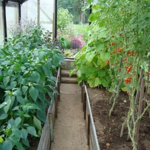 Eine unprätentiöse, aber sehr schmackhafte Tomatensorte Das Wunder des Marktes mit einer reichen Ernte ist ein Favorit erfahrener Gärtner