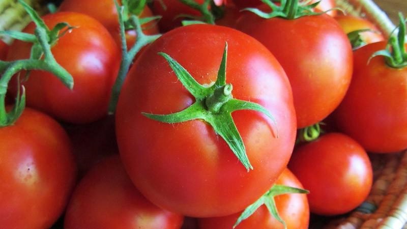 Tomato Ogorodnik Bewertung: Vor- und Nachteile, Wachstumsbedingungen und Eigenschaften der fertigen Ernte