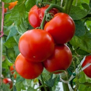 Tomato Ogorodnik Bewertung: Vor- und Nachteile, Wachstumsbedingungen und Eigenschaften der fertigen Ernte