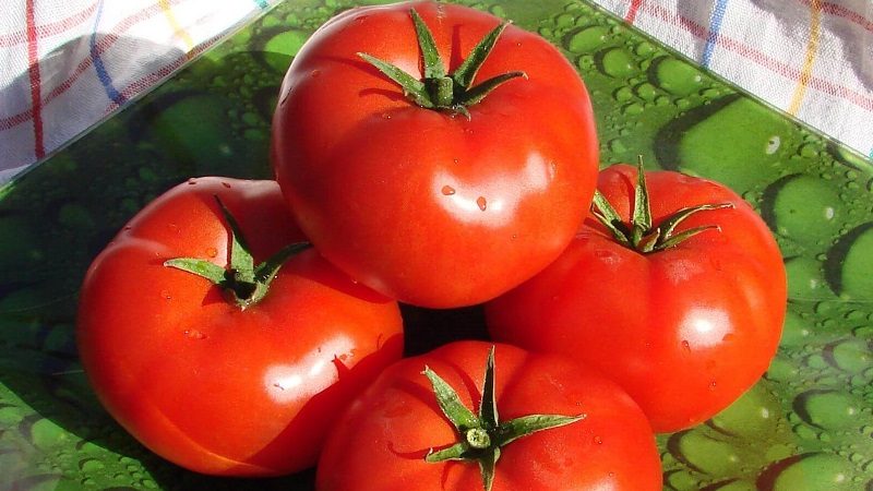 Tomato Ogorodnik Bewertung: Vor- und Nachteile, Wachstumsbedingungen und Eigenschaften der fertigen Ernte