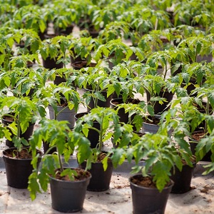 Tomato Ogorodnik Bewertung: Vor- und Nachteile, Wachstumsbedingungen und Eigenschaften der fertigen Ernte