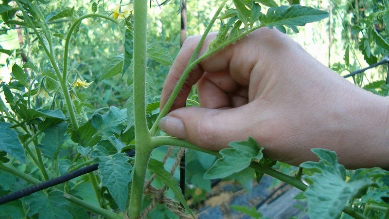 Schritt-für-Schritt-Anleitung für unerfahrene Gärtner: Wie man Tomaten in einem Gewächshaus richtig kneift und warum Sie sie brauchen