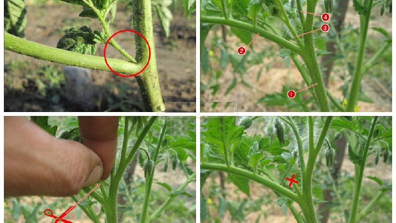 Schritt-für-Schritt-Anleitung für unerfahrene Gärtner: Wie man Tomaten in einem Gewächshaus richtig kneift und warum Sie sie brauchen